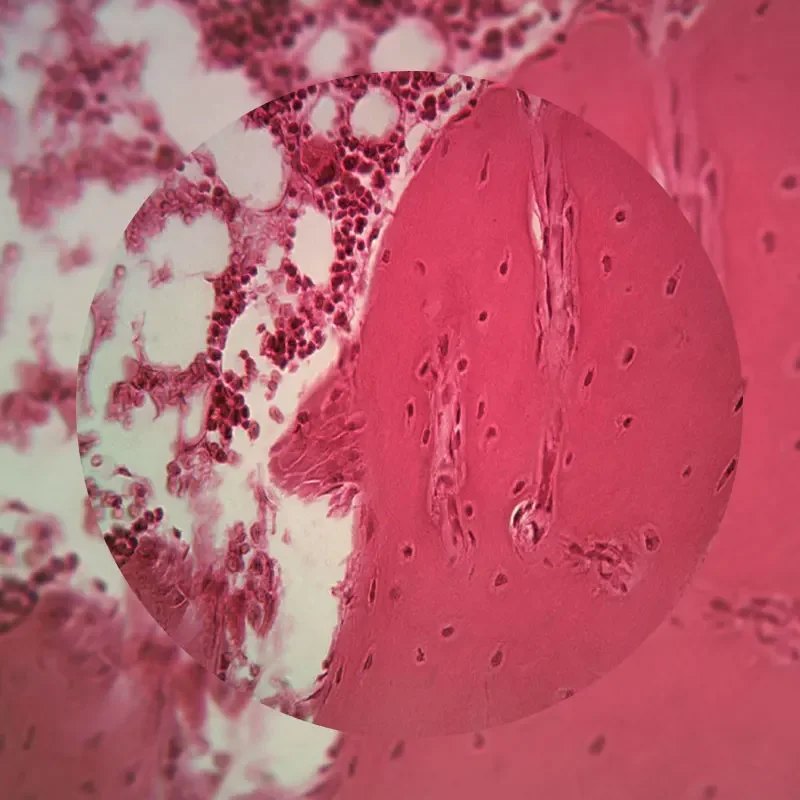 Профессиональные подготовленные секции человеческих тканей - Фотография_6