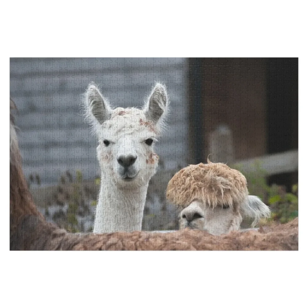 Curious alpacas cute animals jigsaw