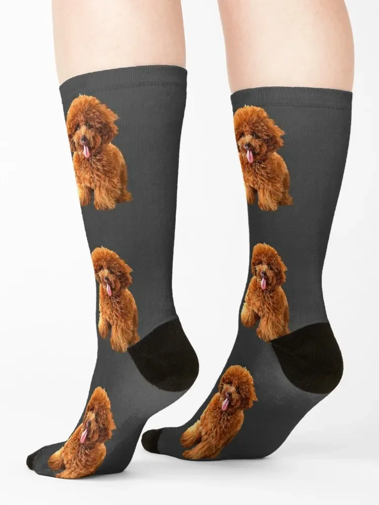 Пудель doodle mini labradoodle - Фотография_4