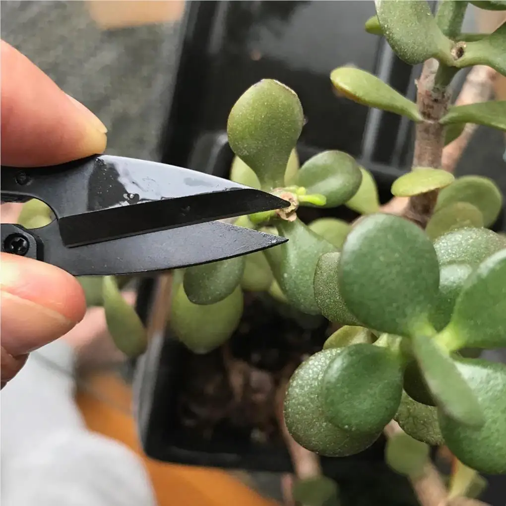 Секаторы abs, садовый инструмент для обрезки растений - Фотография_4
