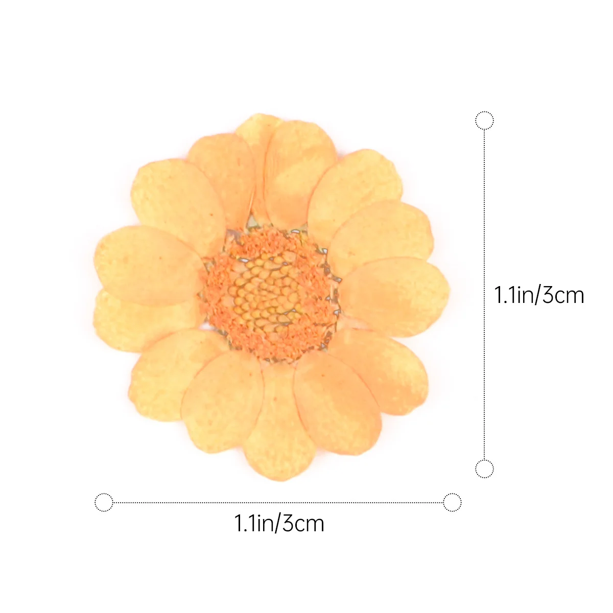 Элегантные натуральные сушеные - Фотография_5