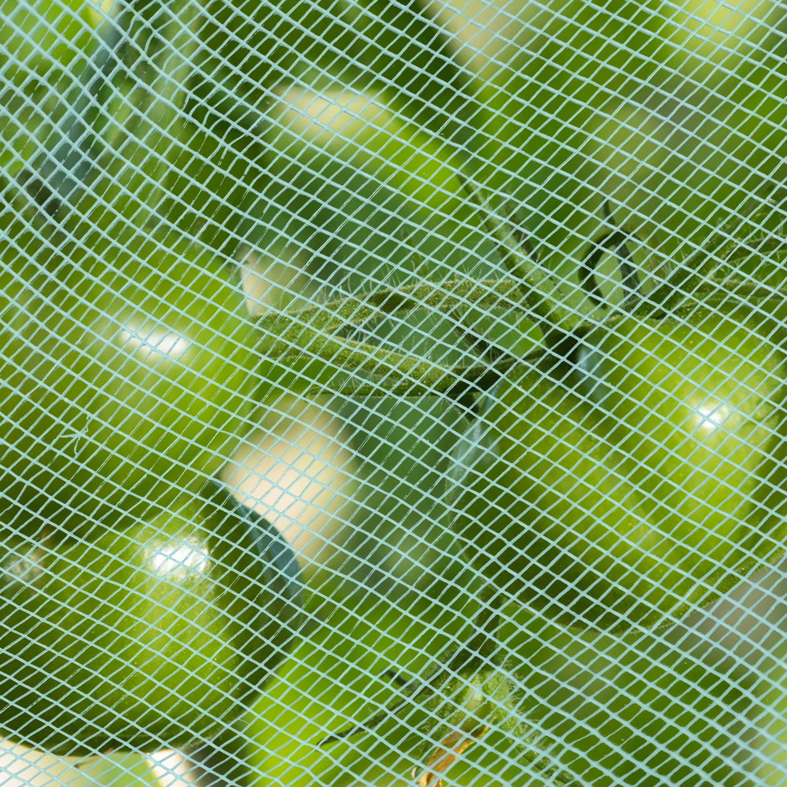 Зеленая ультратонкая сетка - Фотография_6