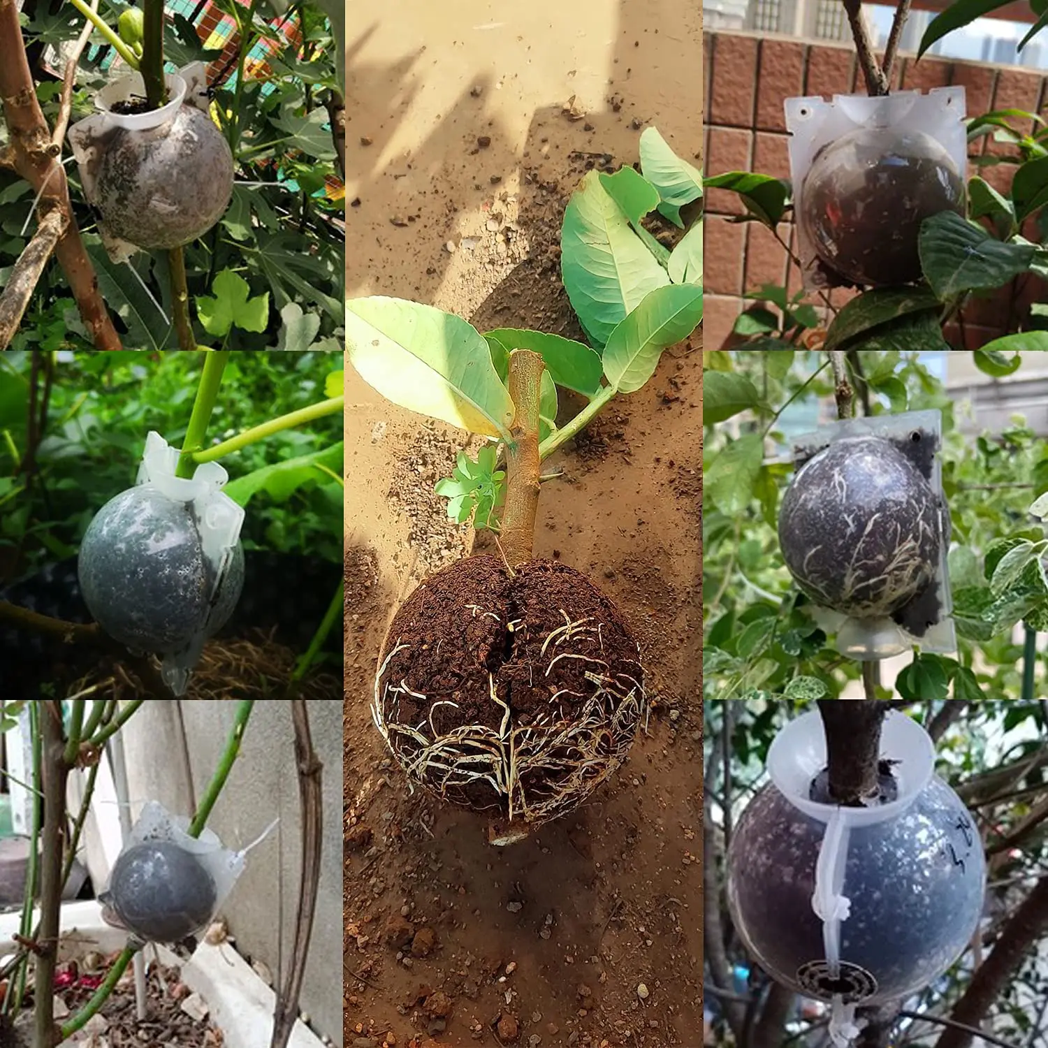 Шарик для укоренения растений - Фотография_6