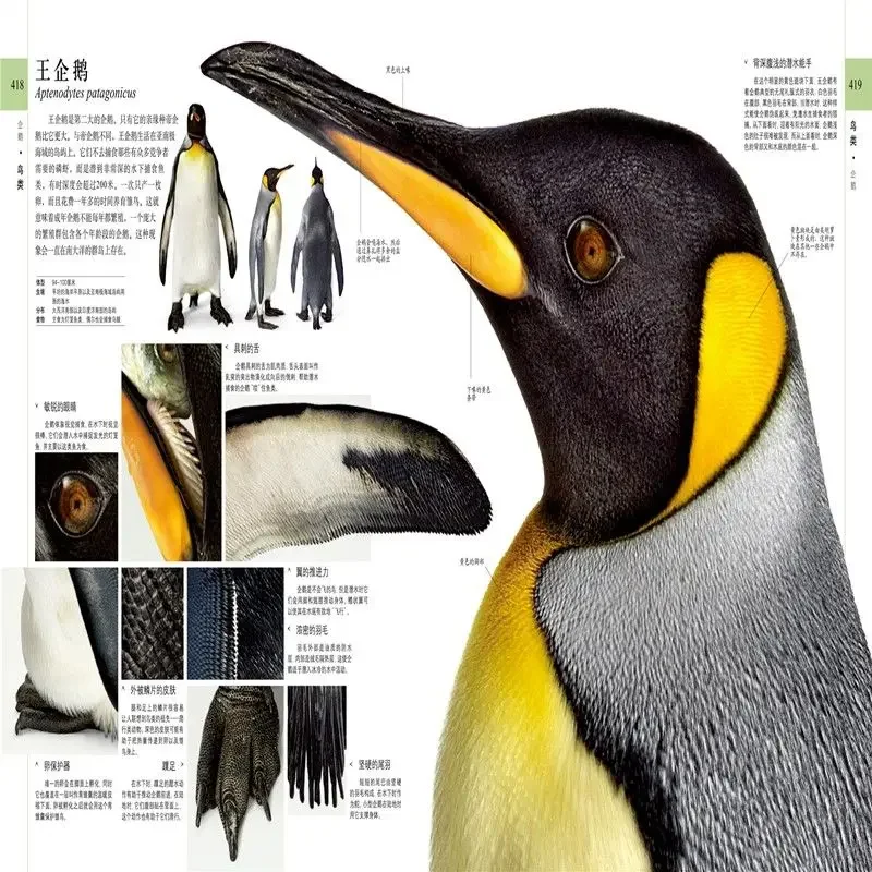 Энциклопедия dk naturalist подлинные детские книги-энциклопедия dk - Фотография_6