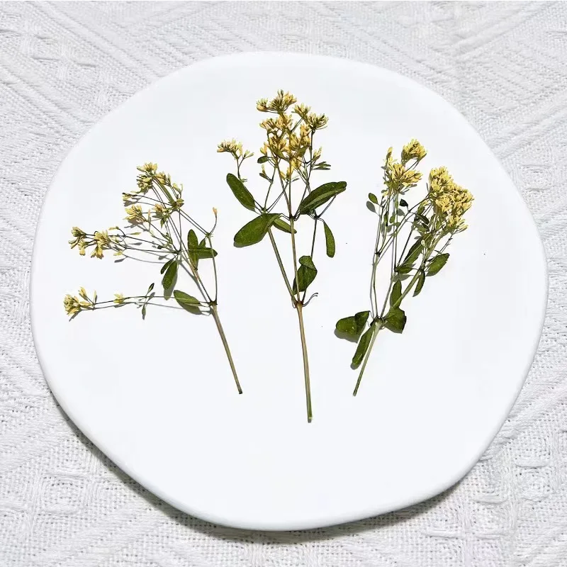 Натуральный прессованный цветок - Фотография_5