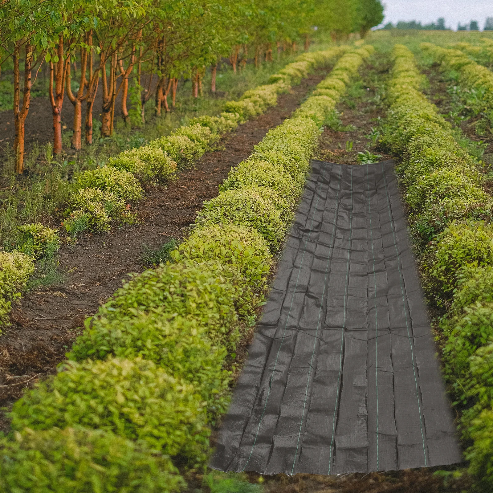 Садовая ткань для контроля сорняков - Фотография_3
