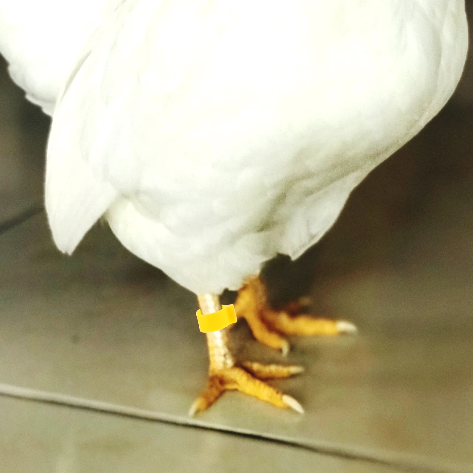 Ремешки для куриных ножек - Фотография_5