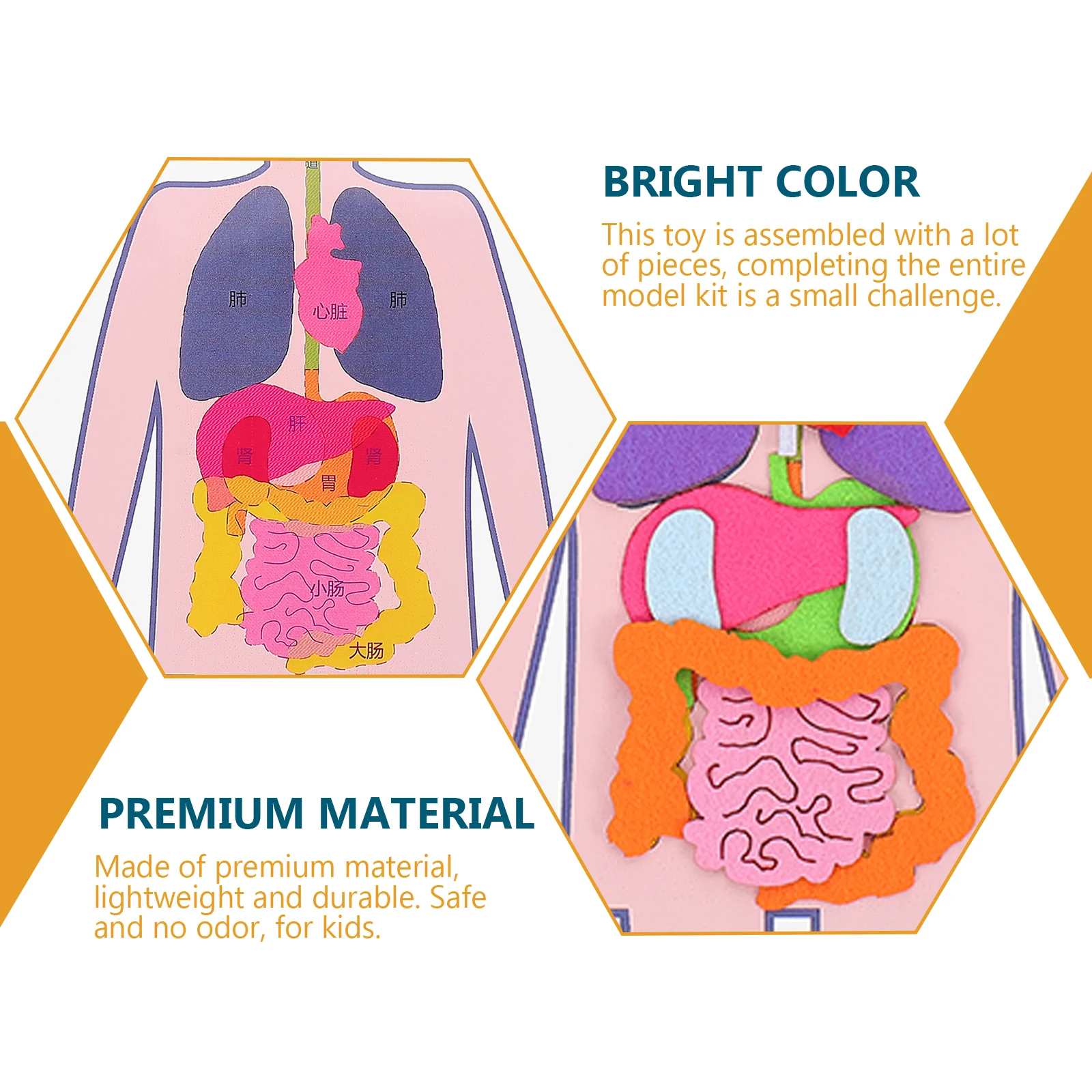 Учебные пособия модель человеческого - Фотография_2