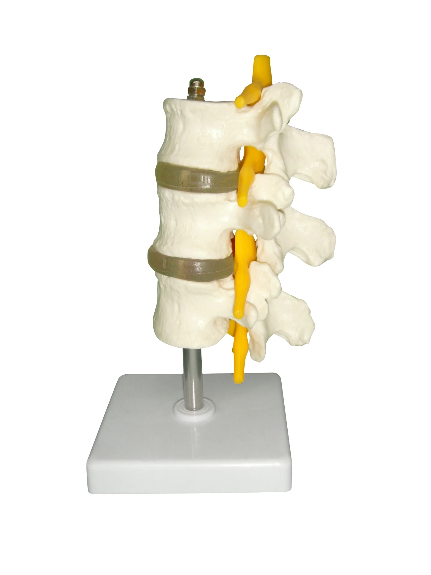 Модель поясницы со спинным шнуром и спинными нервами