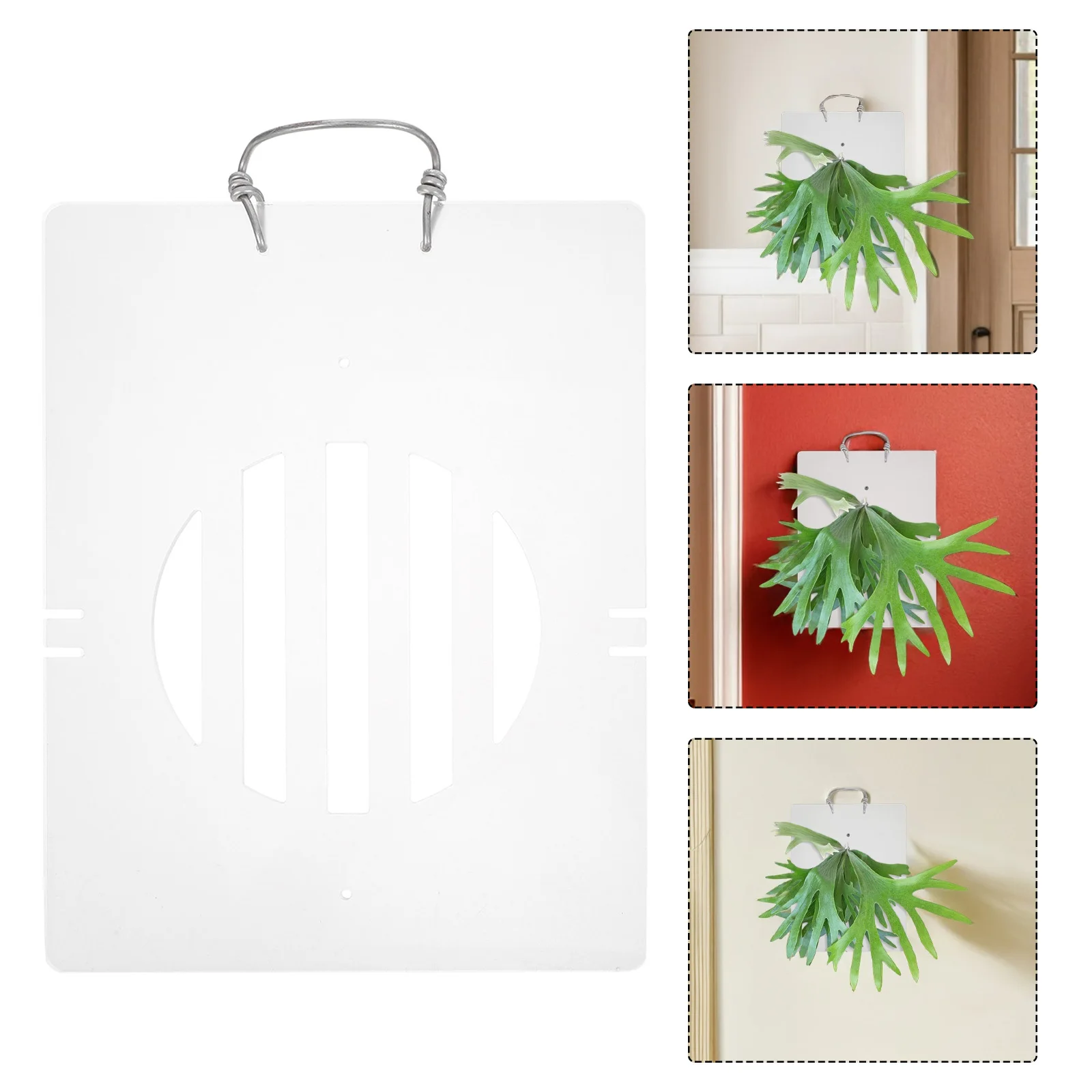 Уникальная доска для выращивания папоротника