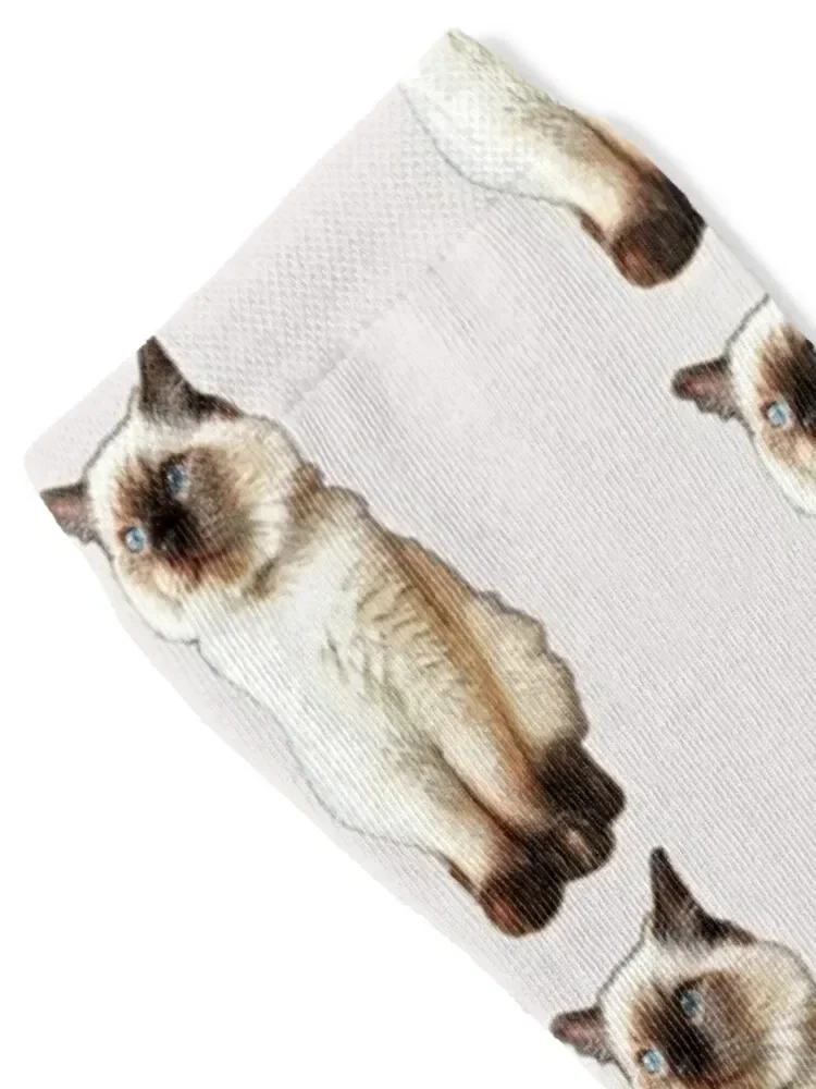 Ragdoll cat rag doll kitten birman - Фотография_2