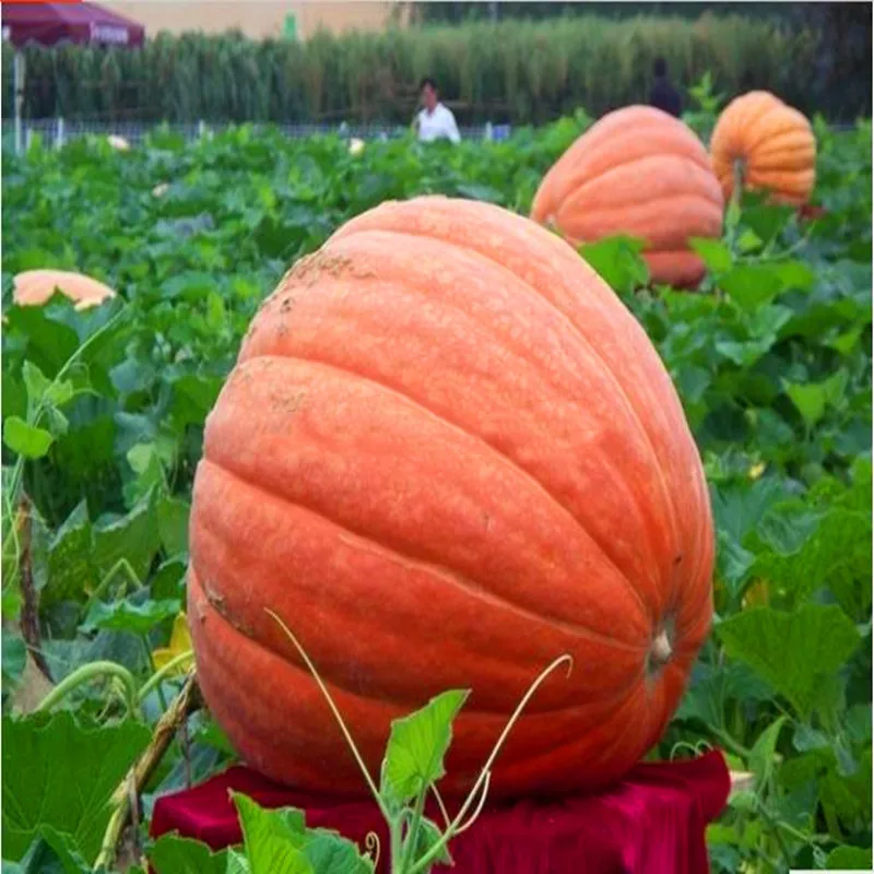 Высокое качество c p u/kt-30 с - Фотография_4