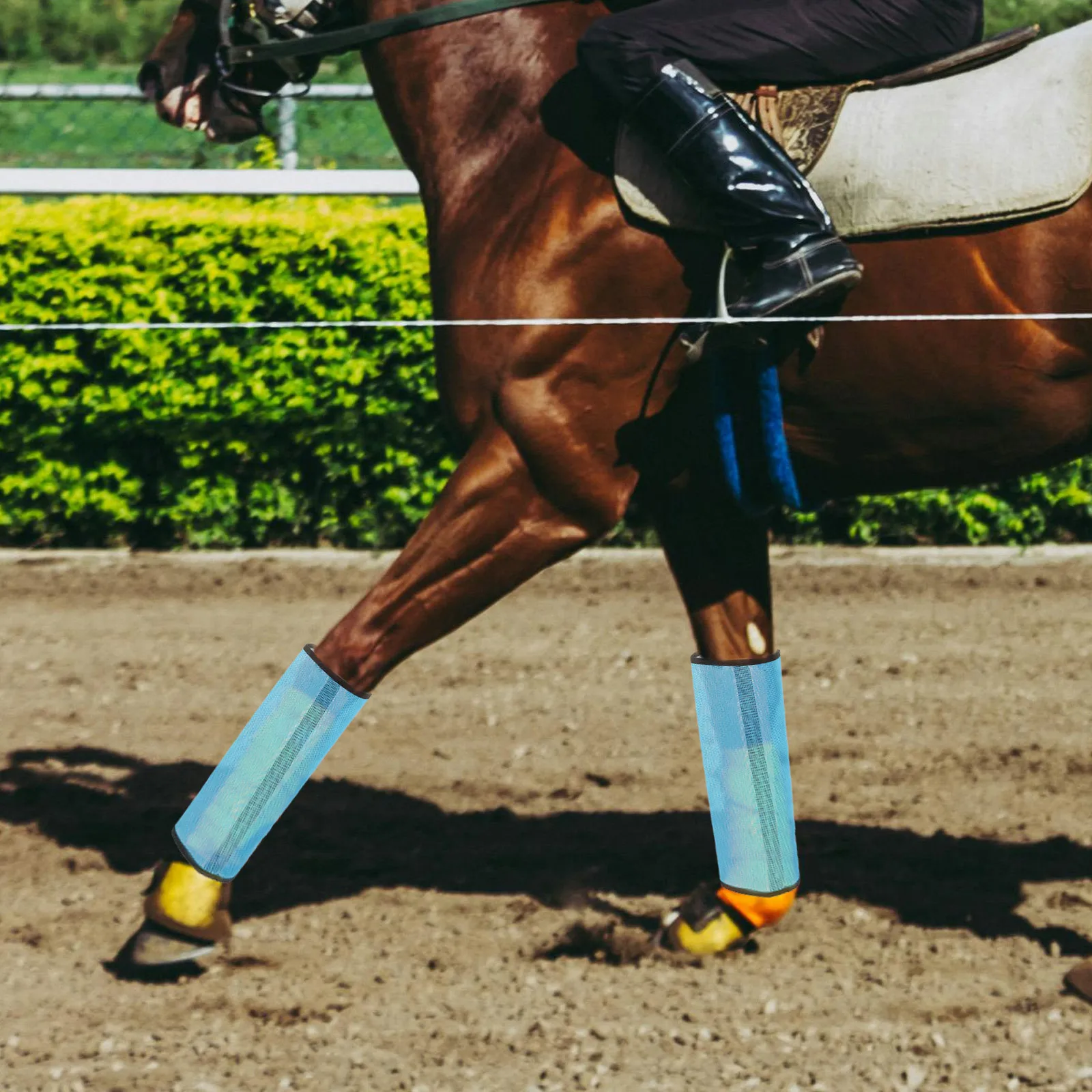 Аксессуары для ног лошади