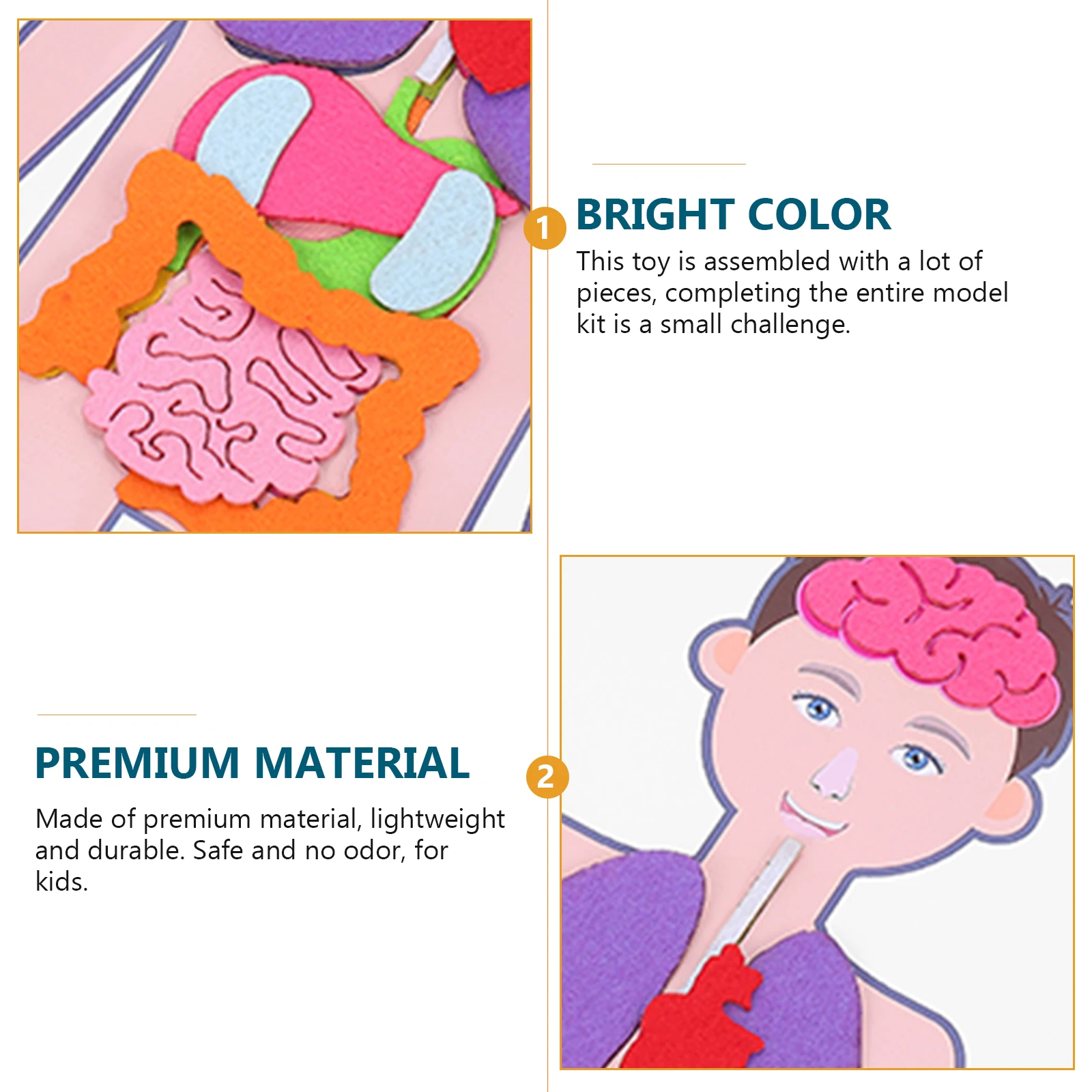 Учебные пособия модель человеческого - Фотография_6