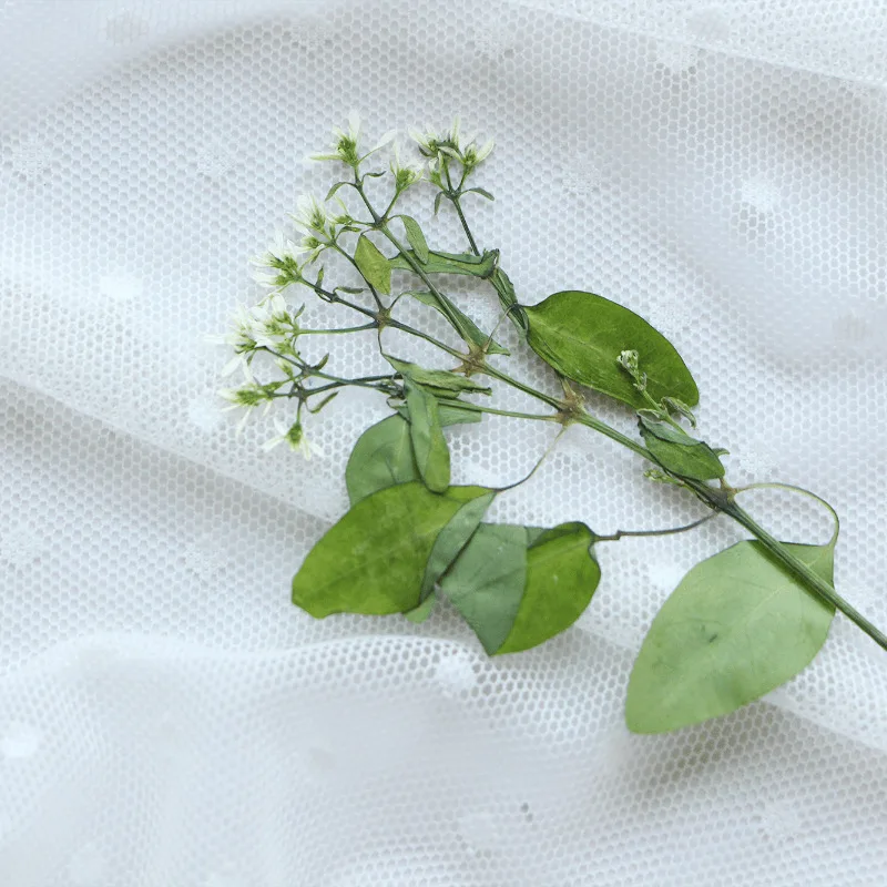 Натуральный прессованный цветок - Фотография_3