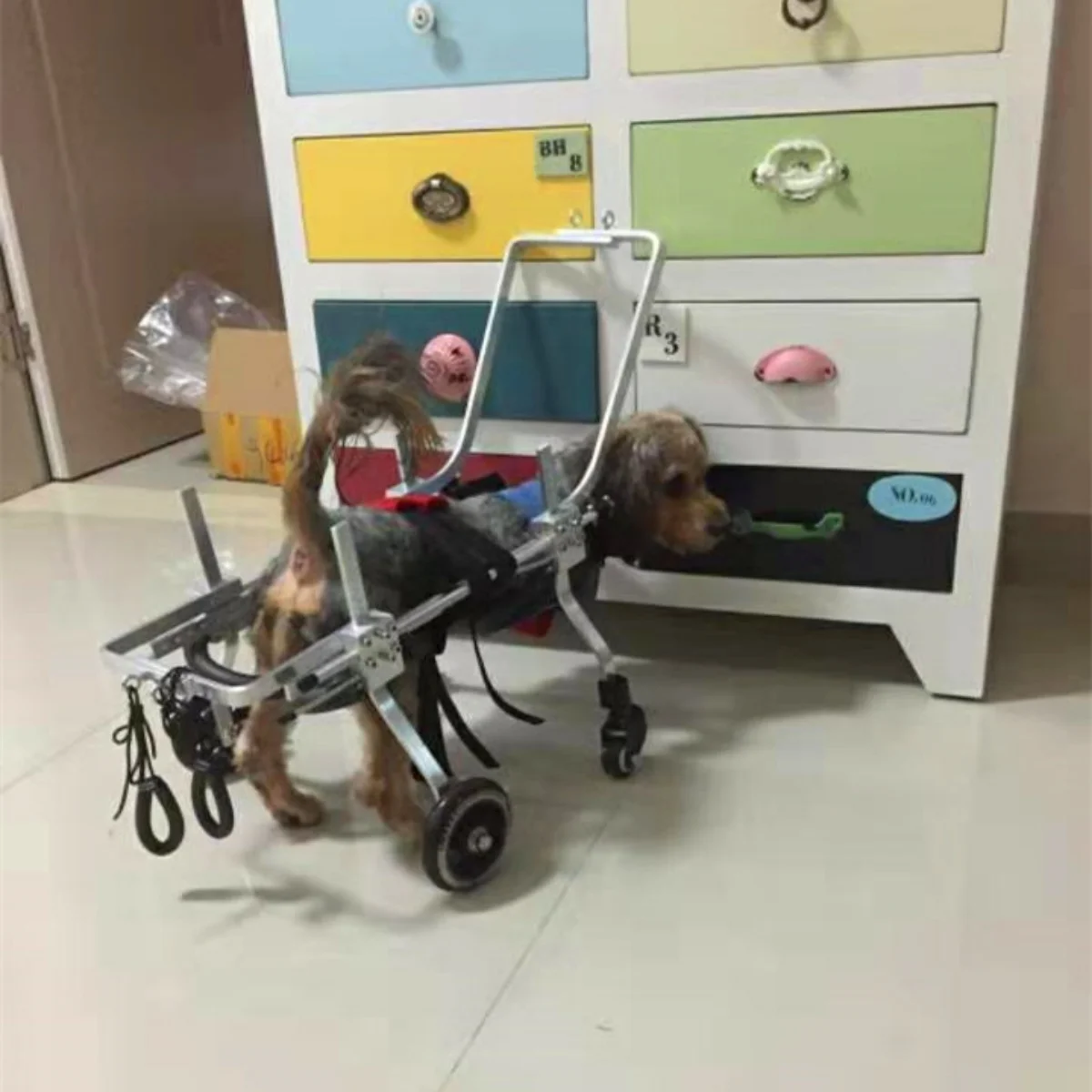Инвалидная коляска для пожилых собак - Фотография_4