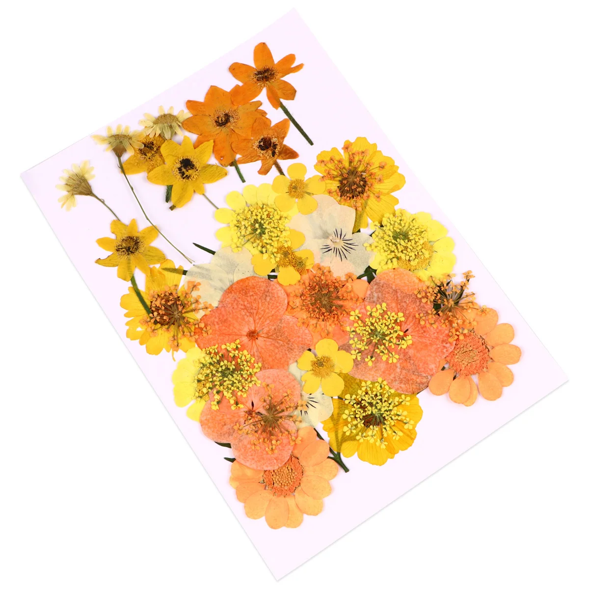 Элегантные натуральные сушеные - Фотография_2