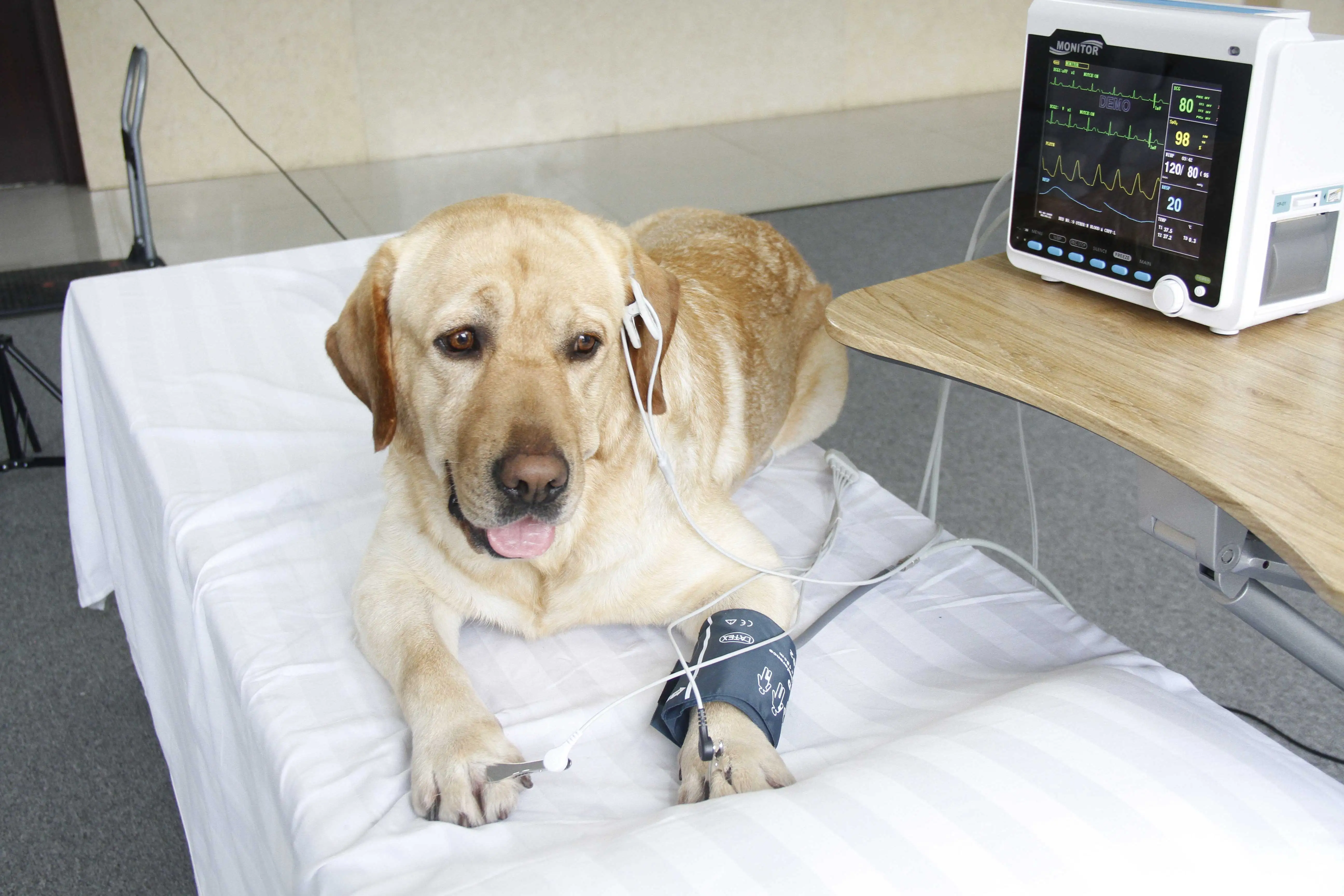 Cms6000vet ветеринарный тестовый комплект для домашних животных - Фотография_6