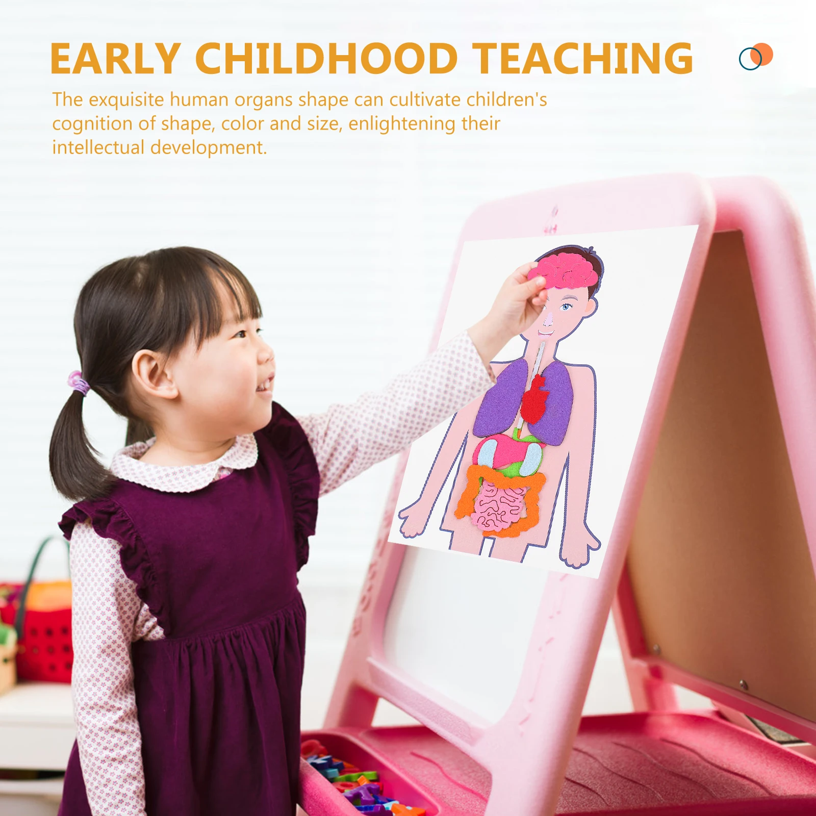 Учебные пособия модель человеческого - Фотография_5