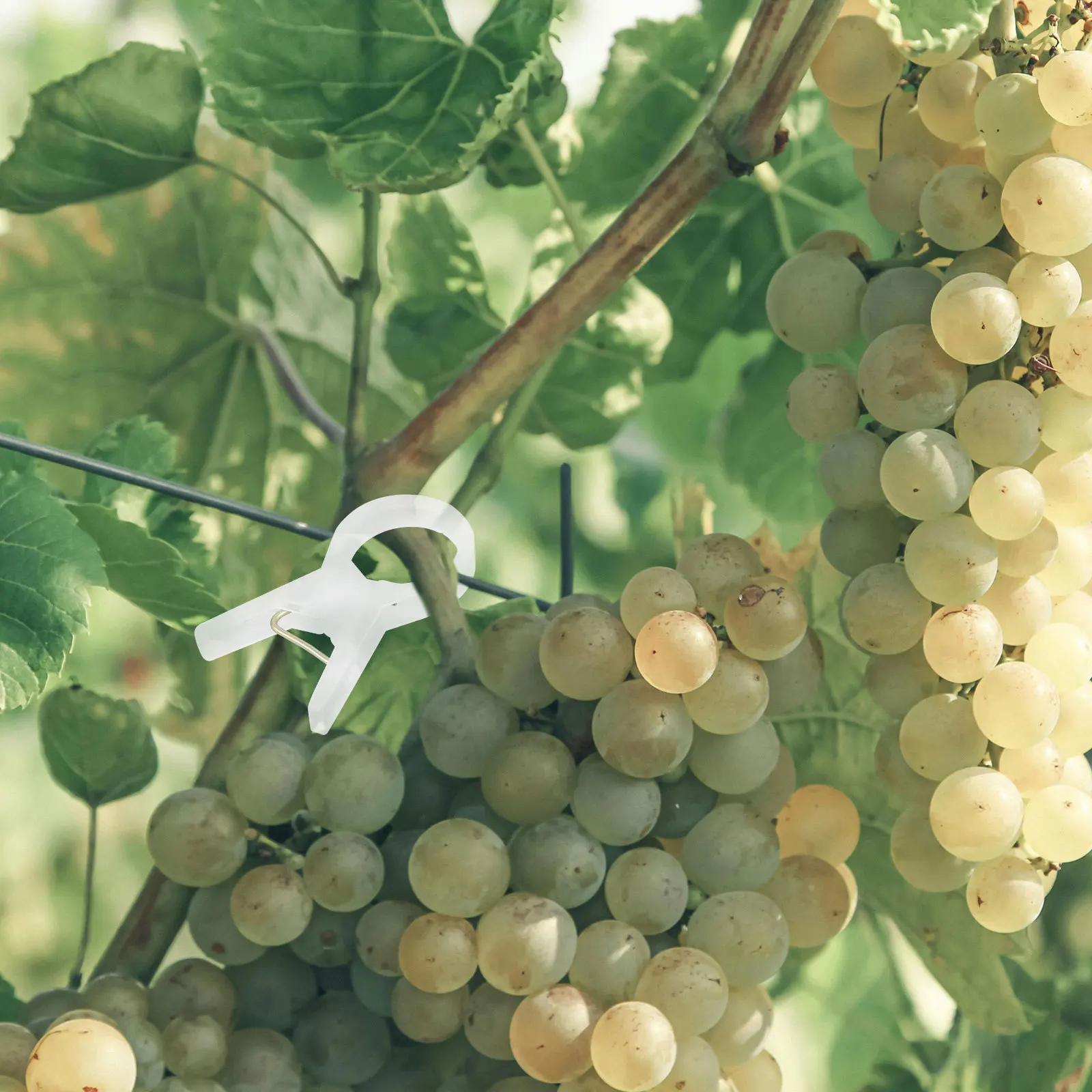 Прозрачные зажимы для растений - Фотография_3