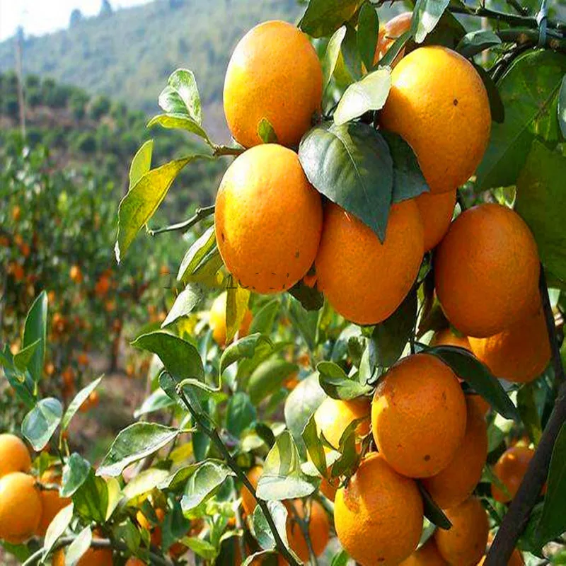 Высокое качество c p u/kt-30 с - Фотография_3