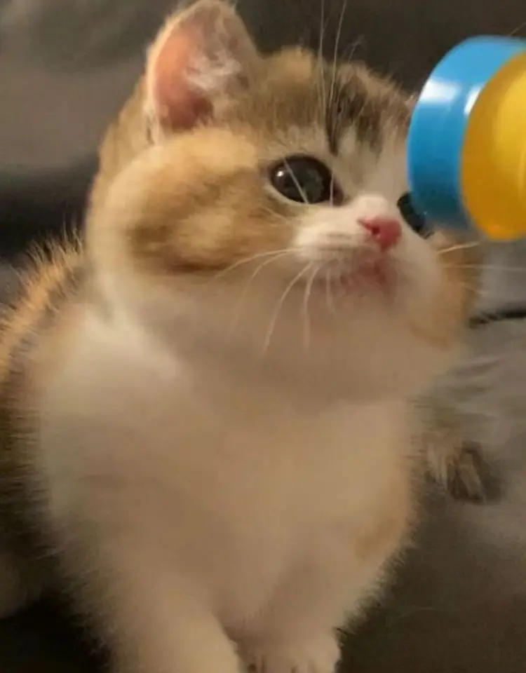 Летучая кошка - Фотография_2