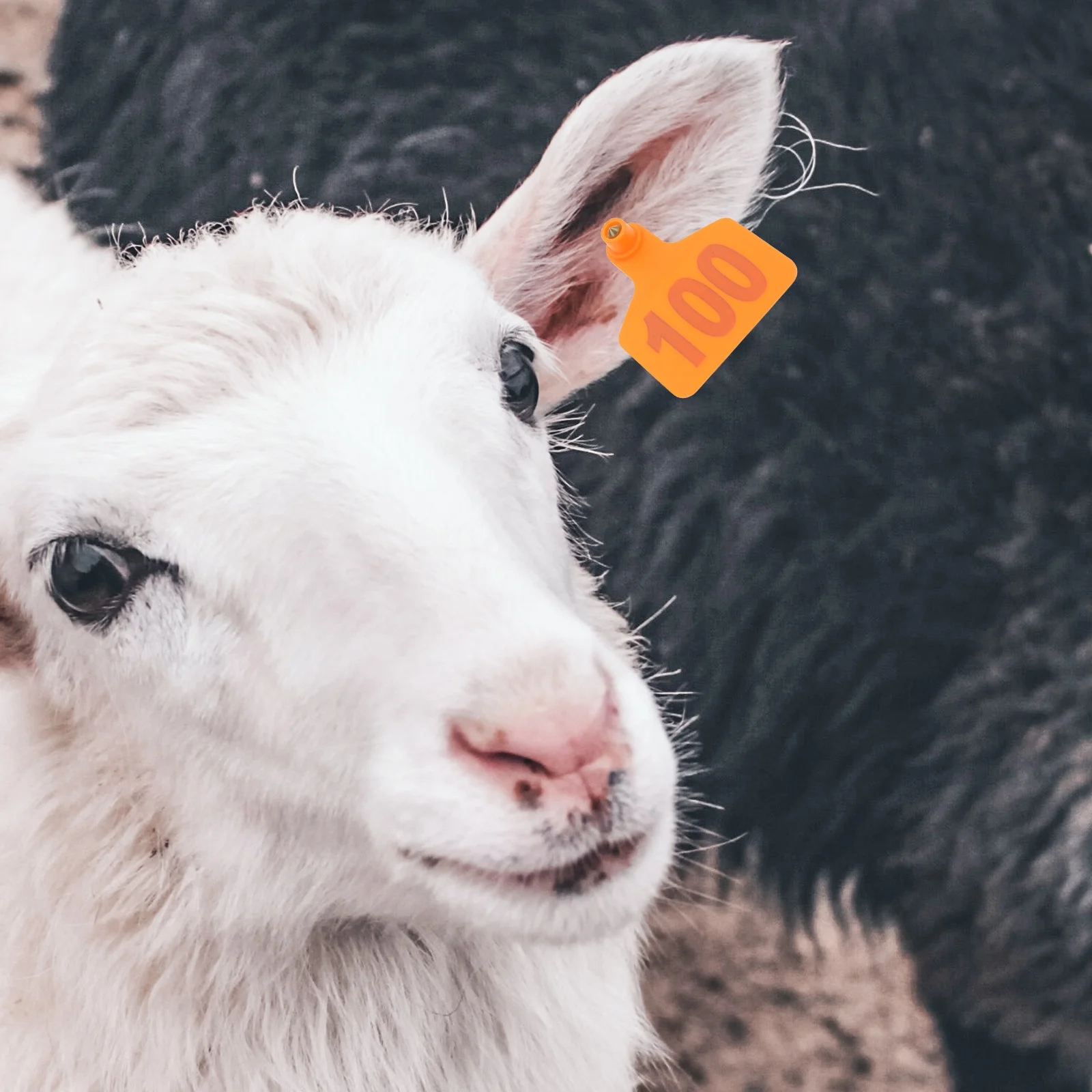 Ушные бирки для крупного рогатого скота - Фотография_2