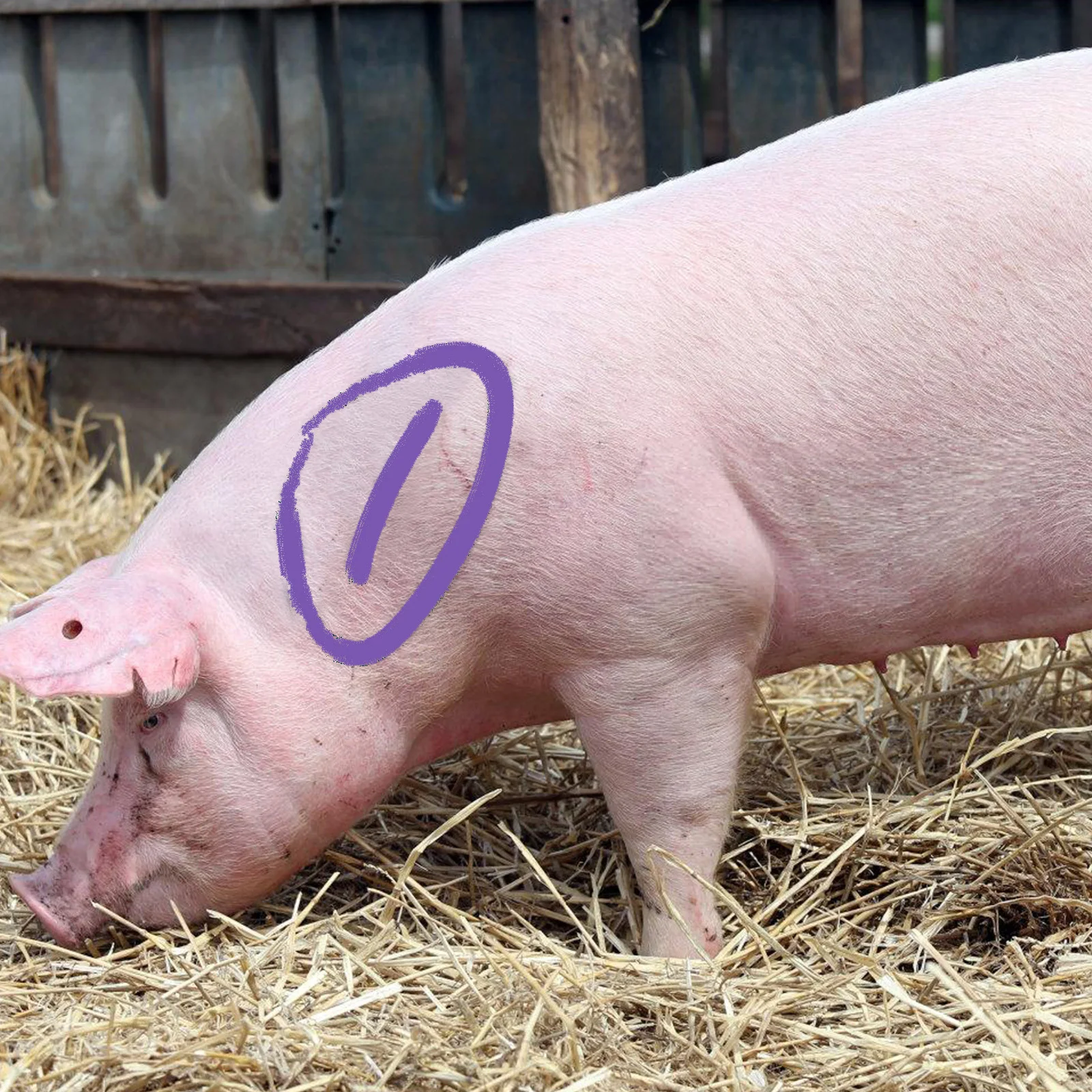 Мелки для маркировки домашнего скота - Фотография_4