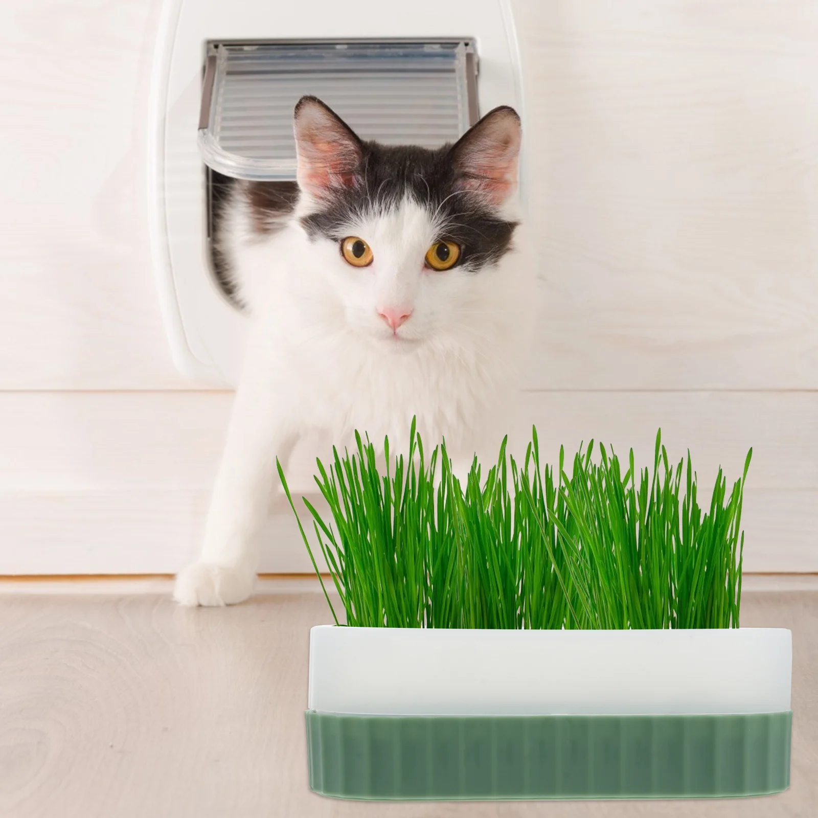 1 комплект, комплект для кошачьей травы - Фотография_3