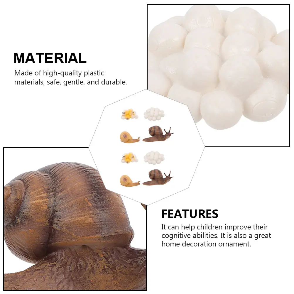 2 компл., цикл роста улитки - Фотография_2