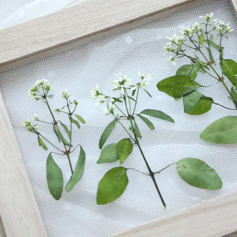 Натуральный прессованный цветок