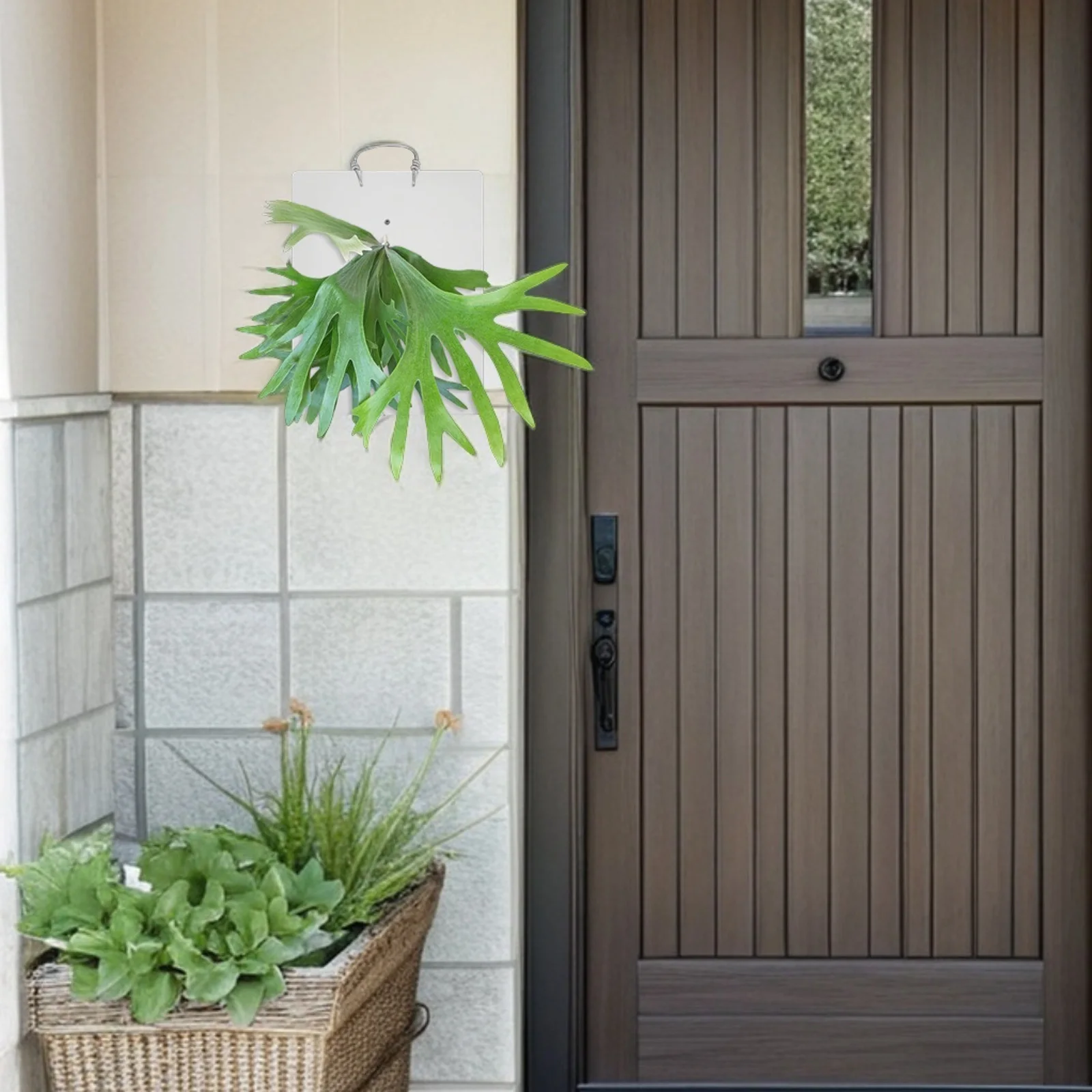 Уникальная доска для выращивания папоротника - Фотография_4