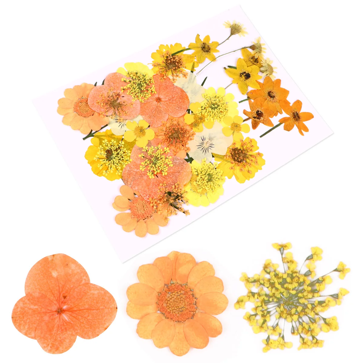 Элегантные натуральные сушеные - Фотография_6