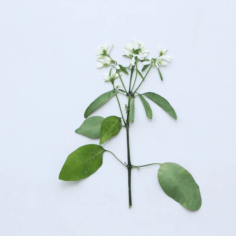 Натуральный прессованный цветок - Фотография_4