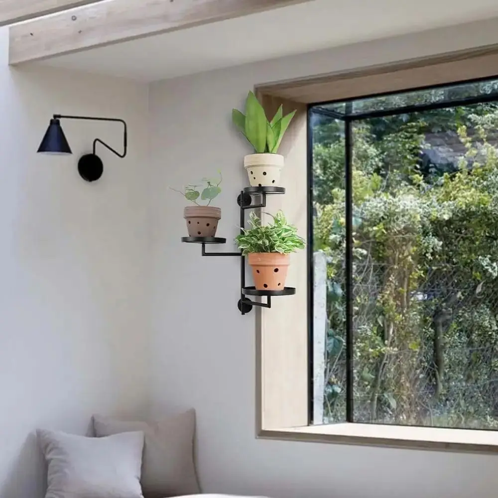 Зеленое растение в горшке - Фотография_2