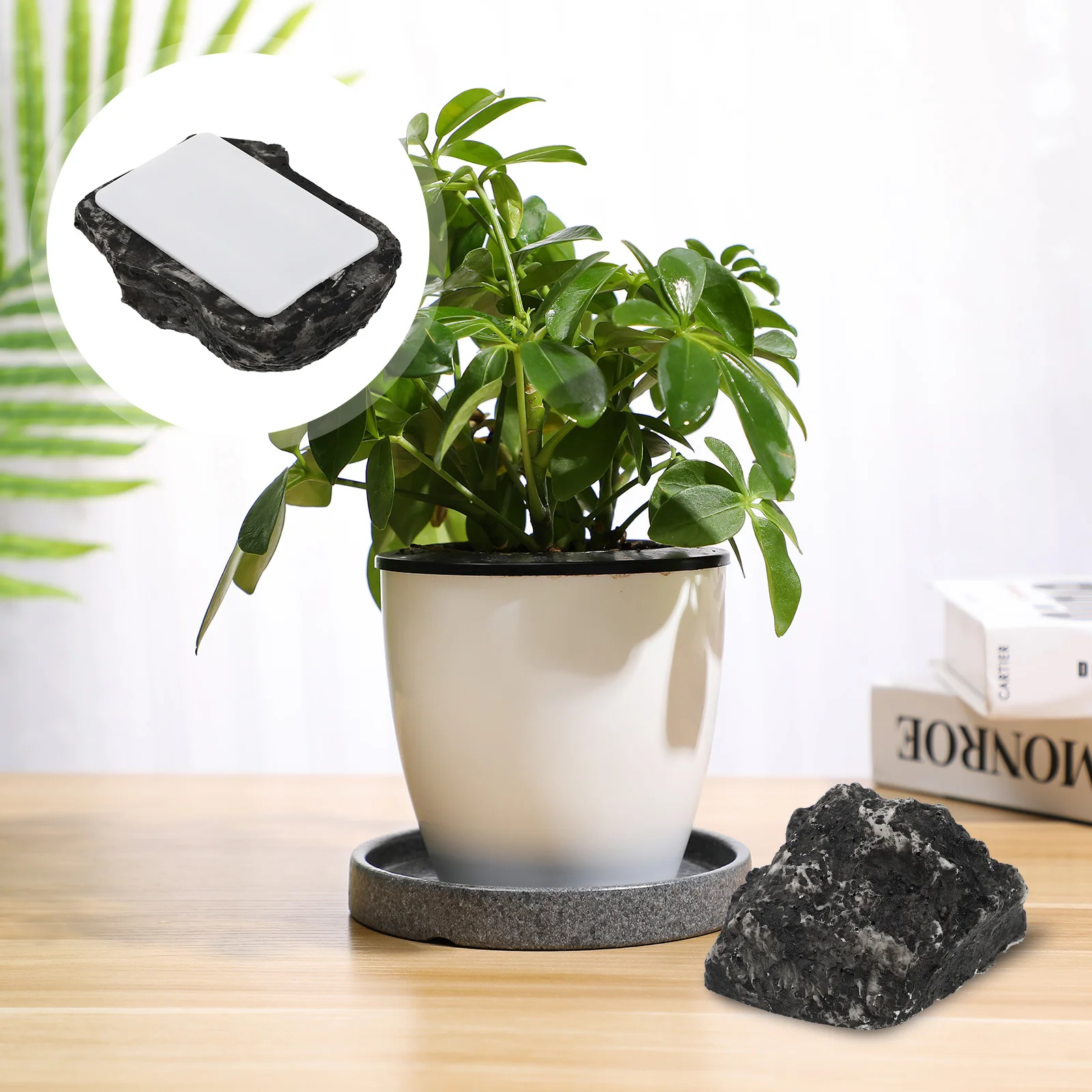 Смоланый укрыватель - Фотография_4