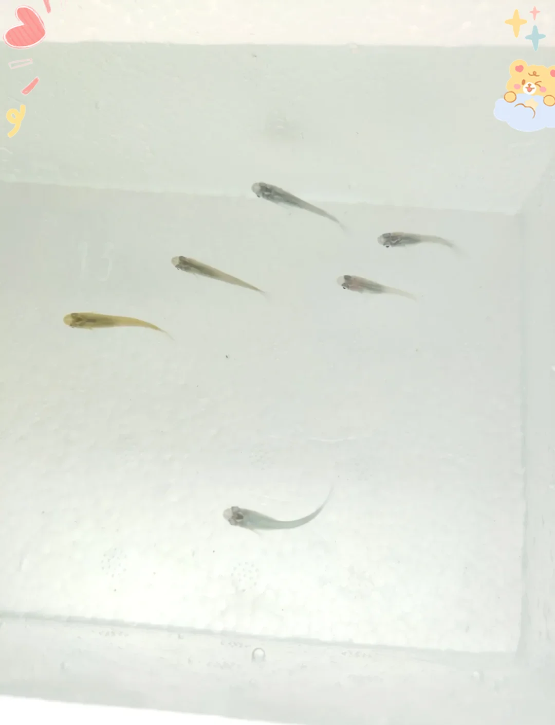 Киллифиш яйца яйцо рыбы семена семена вода + грунт = рыба 20 шт