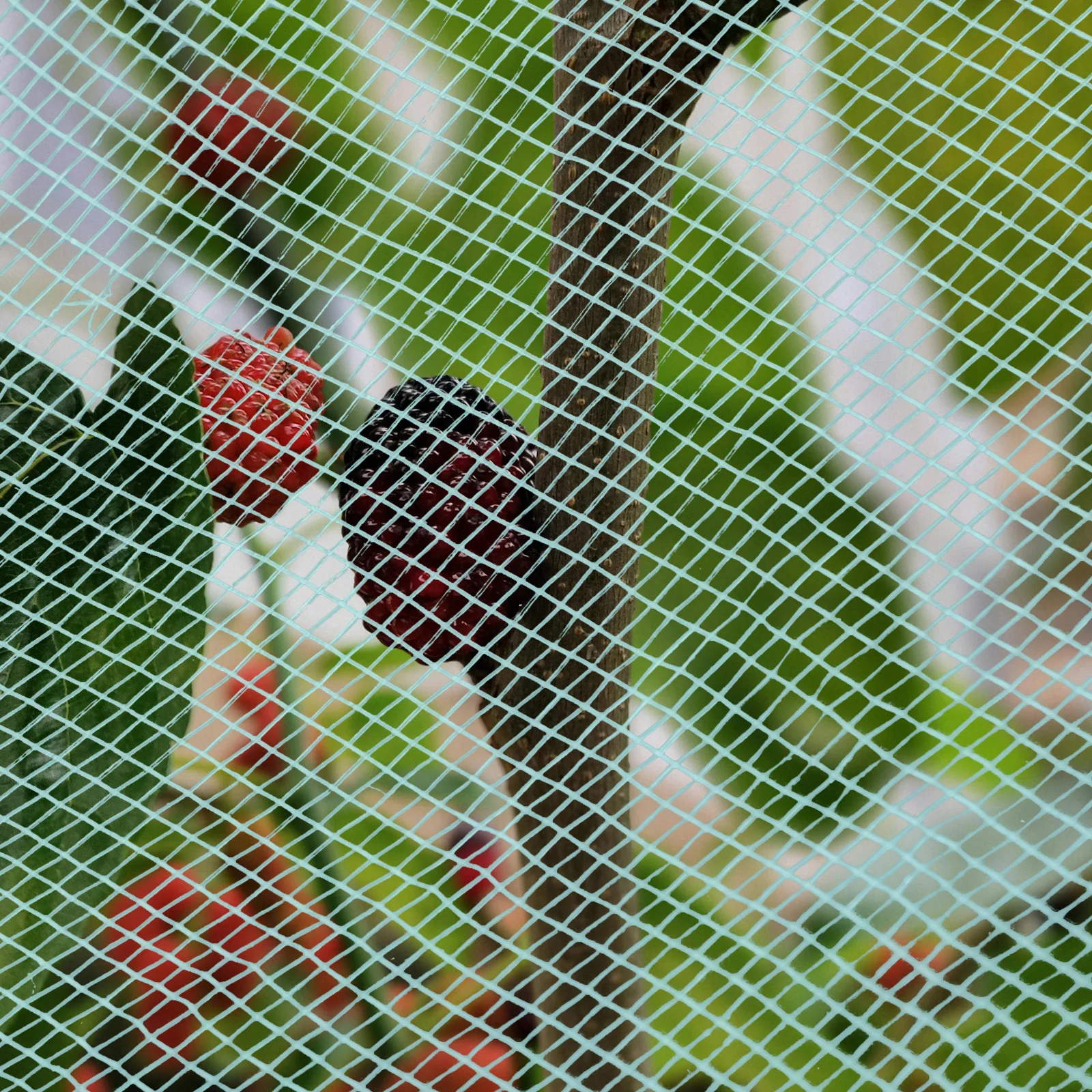 Универсальная многоразовая защитная сетка для сада - Фотография_6