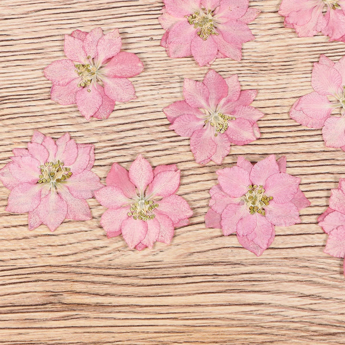 Сушеные цветы, образец растений - Фотография_3