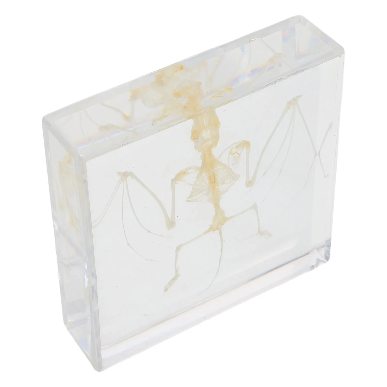 Дисплей летучей мыши: настоящий образец животного - Фотография_4