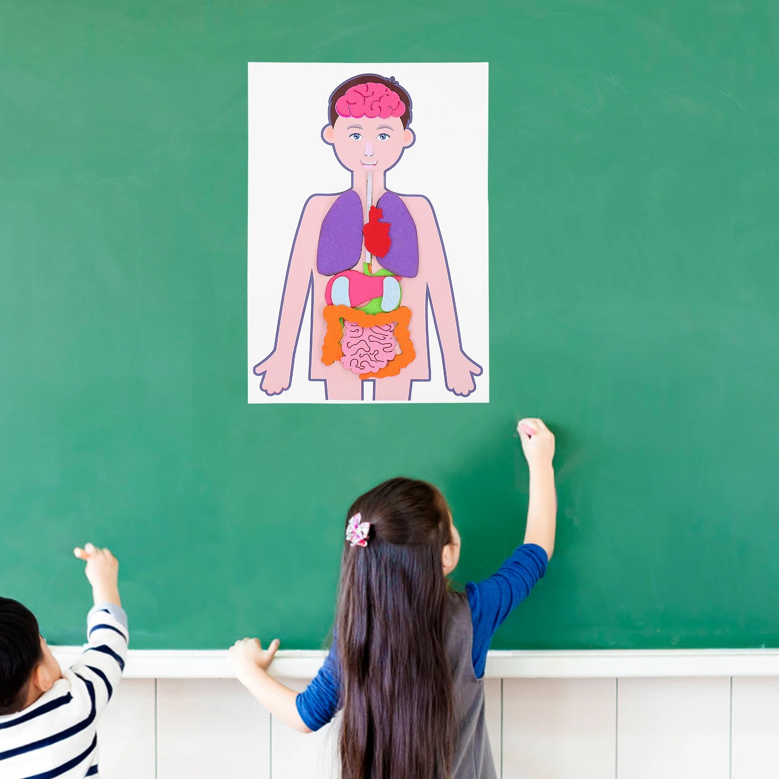 Учебные пособия модель человеческого - Фотография_4