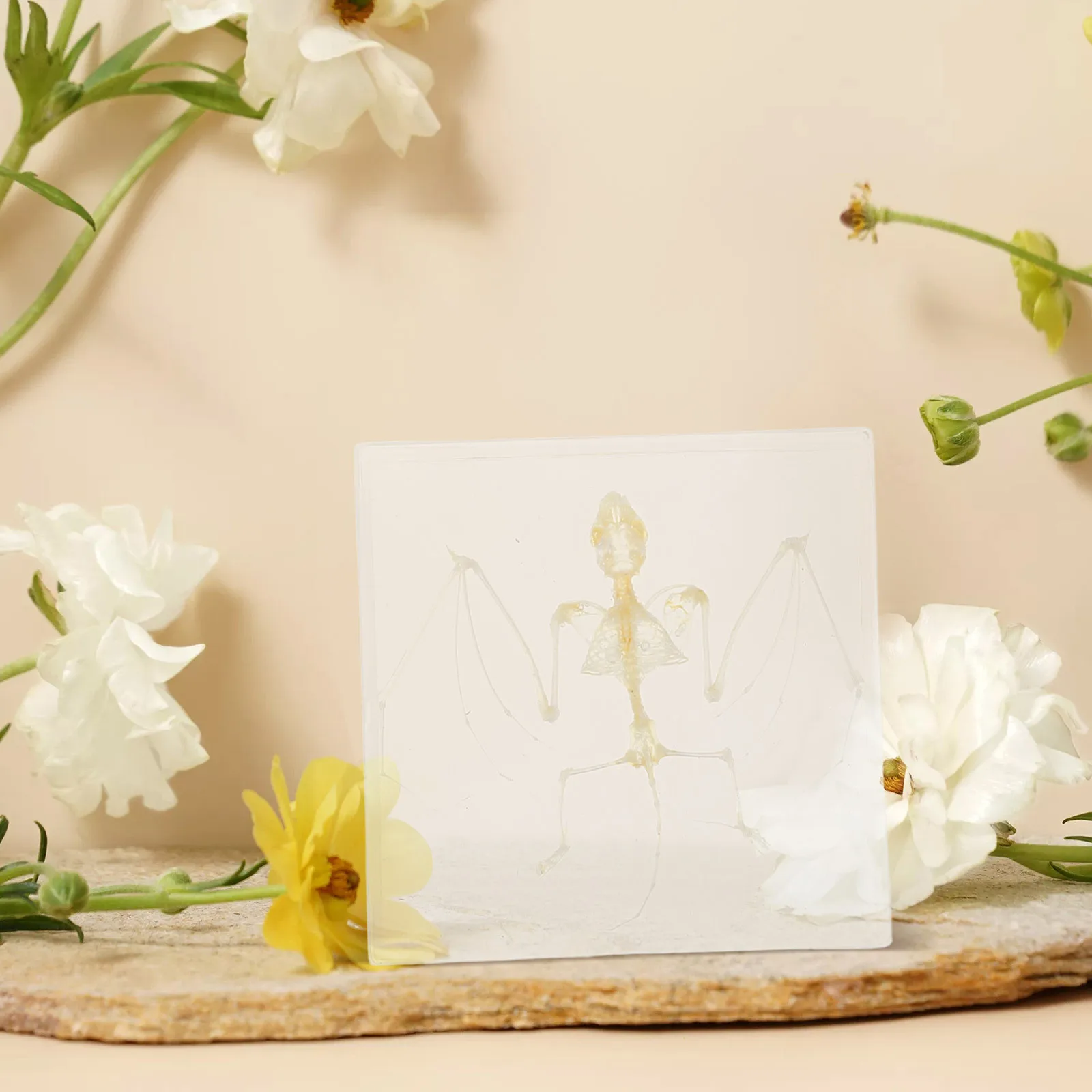 Дисплей летучей мыши: настоящий образец животного - Фотография_3