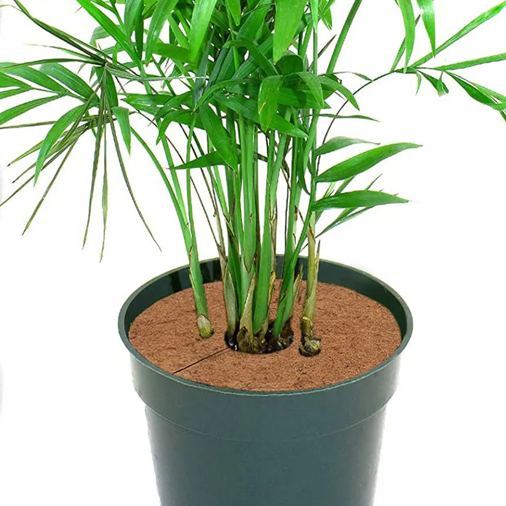 Кольцо с кокосовым деревом - Фотография_2