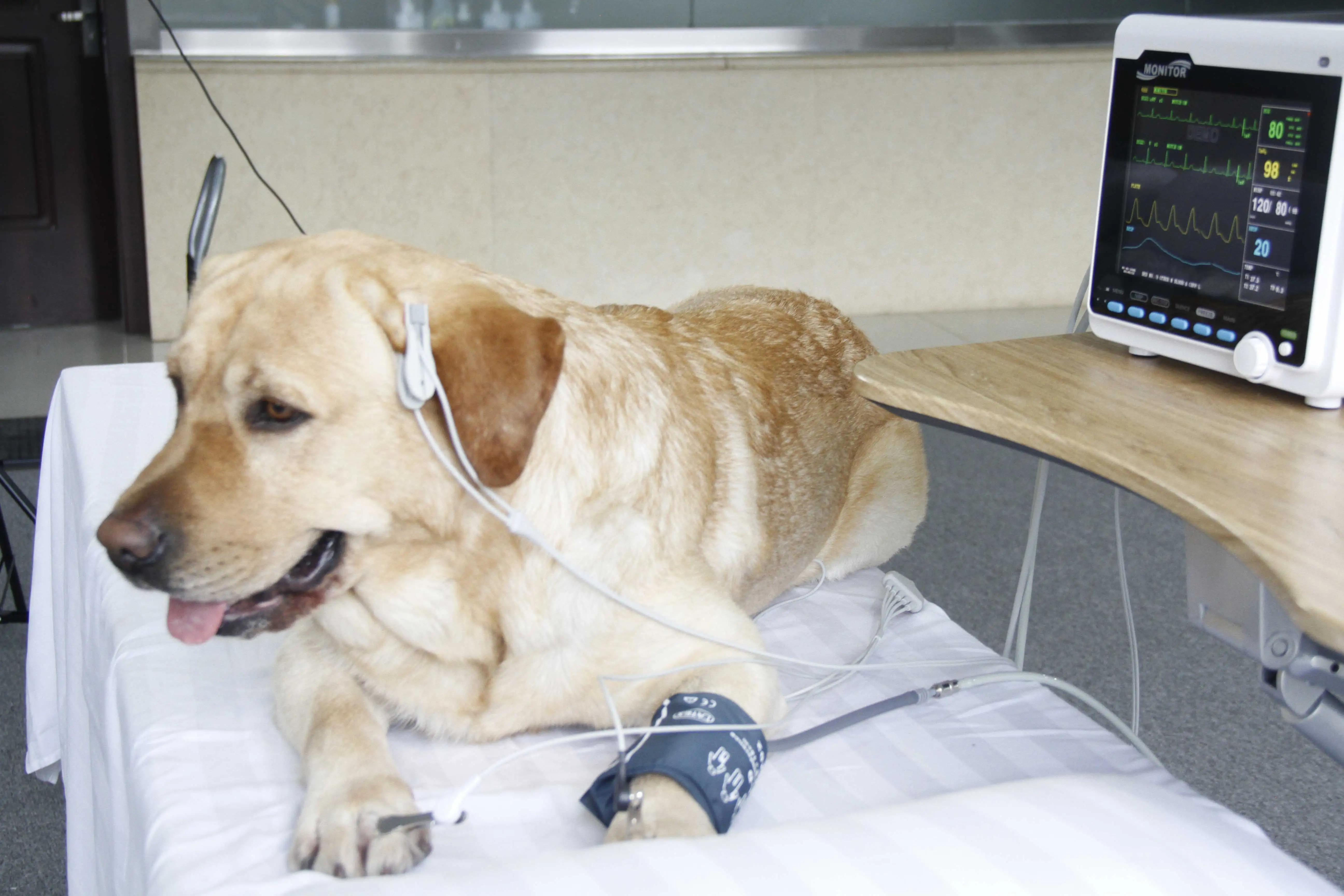 Cms6000vet ветеринарный тестовый комплект для домашних животных - Фотография_2