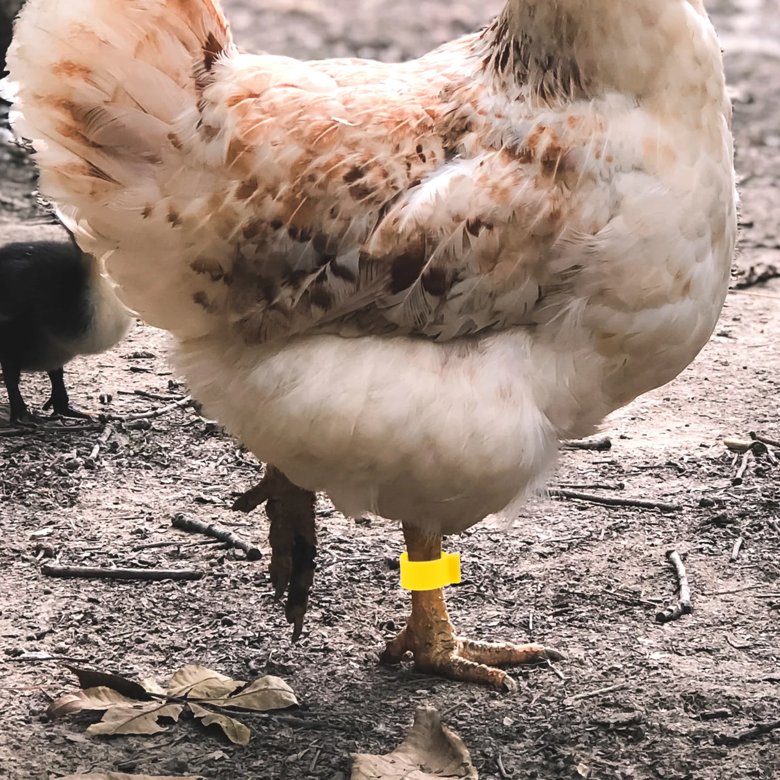 Ремешки для куриных ножек - Фотография_6