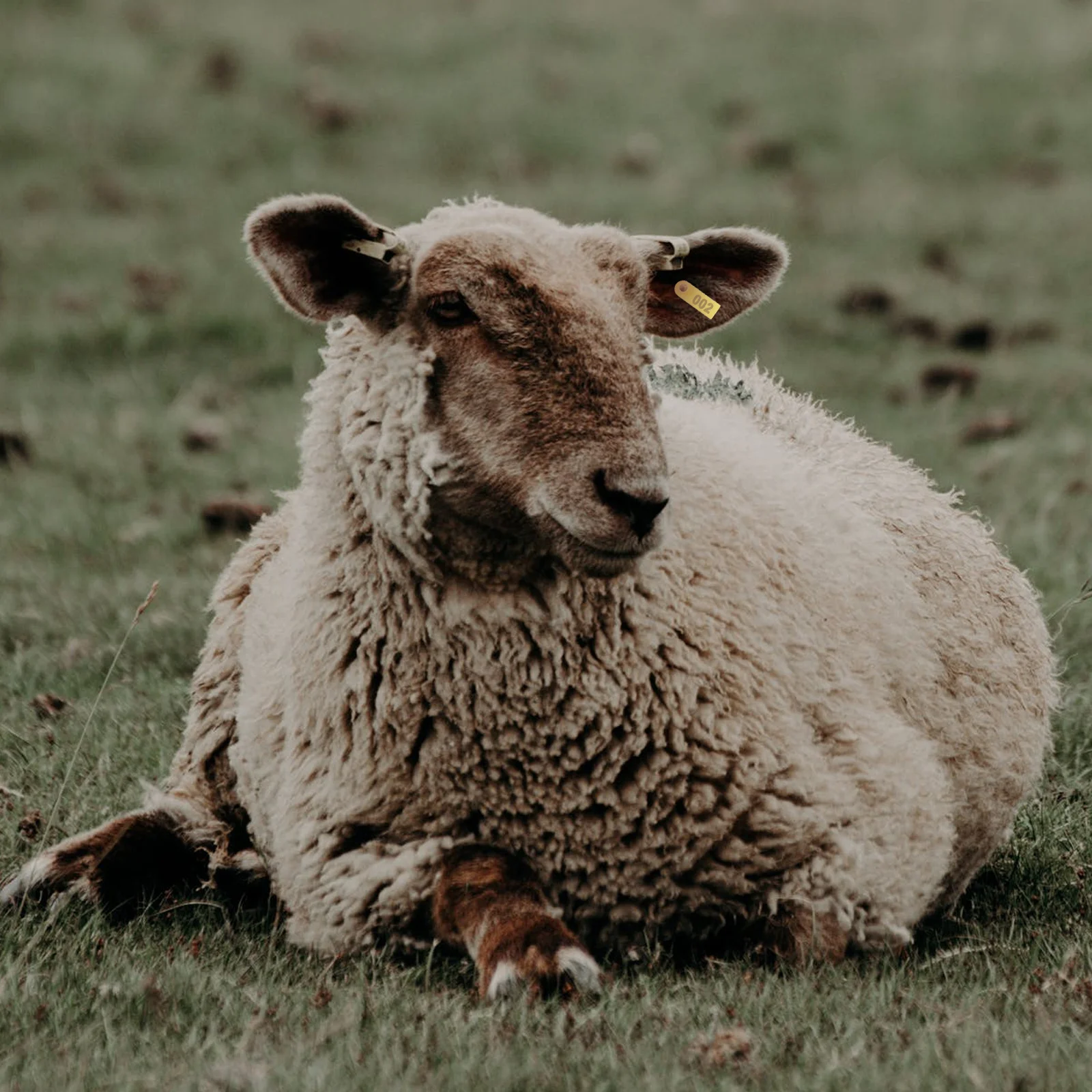 Пронумерованные серьги с животными для крупного рогатого скота - Фотография_2