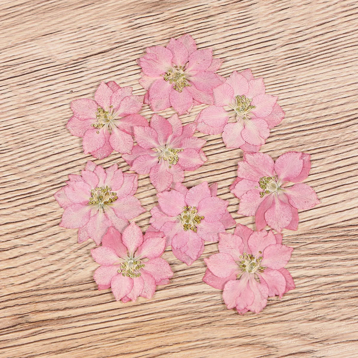 Сушеные цветы, образец растений - Фотография_4