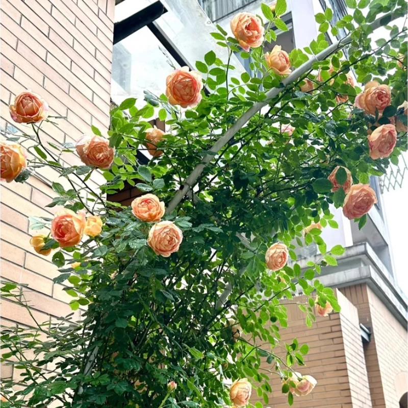 Половина арки для вьющихся растений - Фотография_5