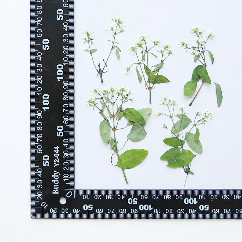 Натуральный прессованный цветок - Фотография_6