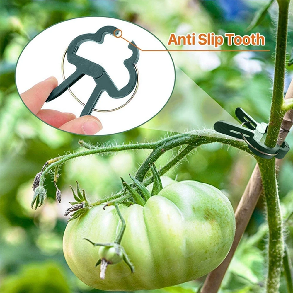 Привязанные прививки - Фотография_5